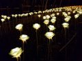 청양 천장호 LED 장미화원, 연중 야간 개장