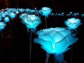 청양 천장호에 'LED 장미화원' 조성…연중 야간 개장