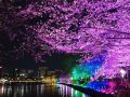 [영상]연분홍빛 거리…석촌호수 벚꽃축제